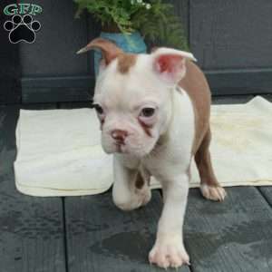 Pip, Boston Terrier Puppy