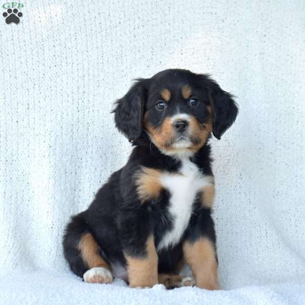 Piper, Miniature Bernese Mountain Dog Puppy