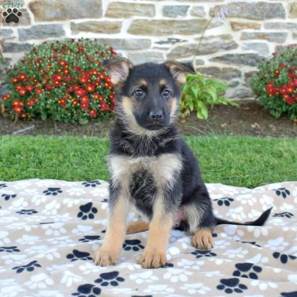 Piper, German Shepherd Puppy
