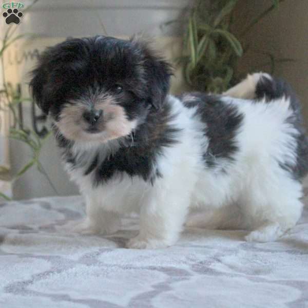 Piper, Teddy Bear Puppy