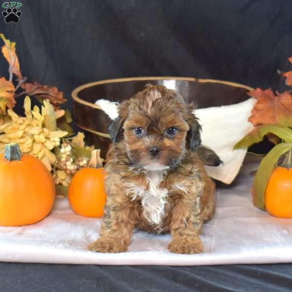 Piper, Shih-Poo Puppy