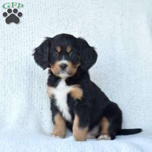Piper, Miniature Bernese Mountain Dog Puppy