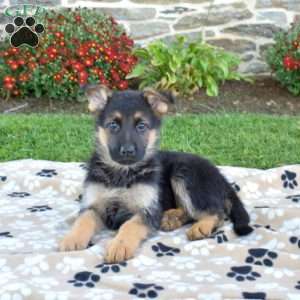 Piper, German Shepherd Puppy