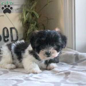 Piper, Teddy Bear Puppy