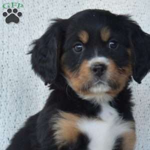 Piper, Miniature Bernese Mountain Dog Puppy