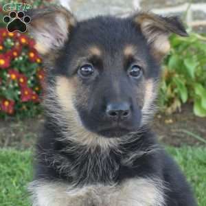 Piper, German Shepherd Puppy