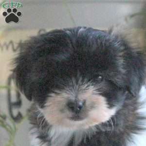 Piper, Teddy Bear Puppy