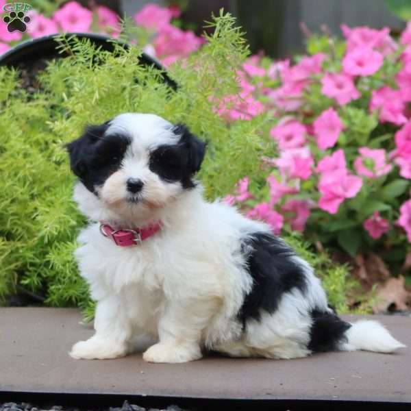 Piper, Havanese Puppy