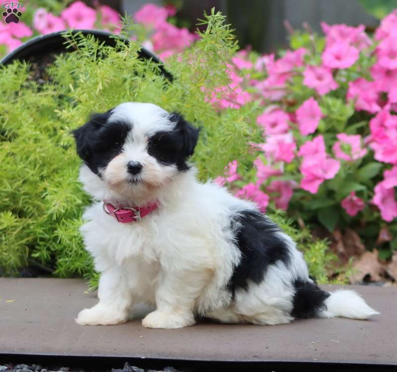 Piper