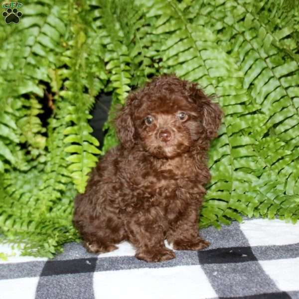 Piper, Toy Poodle Puppy