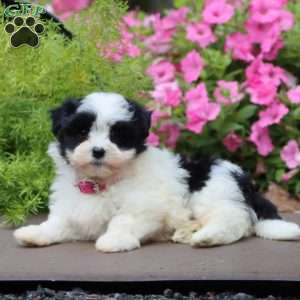 Piper, Havanese Puppy