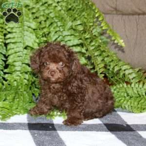 Piper, Toy Poodle Puppy