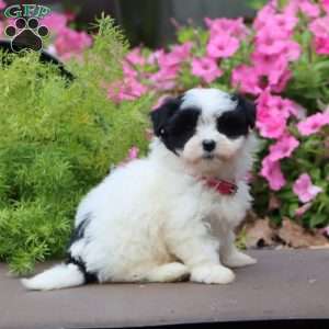 Piper, Havanese Puppy