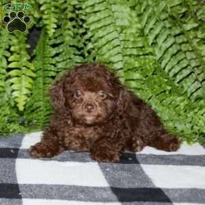 Piper, Toy Poodle Puppy