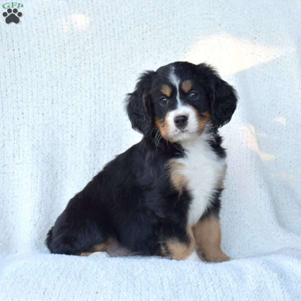Pita, Miniature Bernese Mountain Dog Puppy