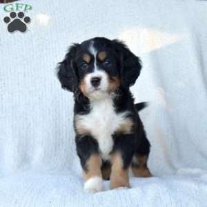 Pita, Miniature Bernese Mountain Dog Puppy