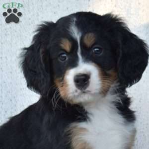 Pita, Miniature Bernese Mountain Dog Puppy
