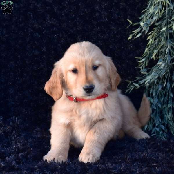 Pluto, Golden Retriever Puppy