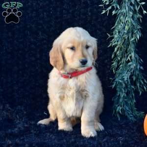 Pluto, Golden Retriever Puppy