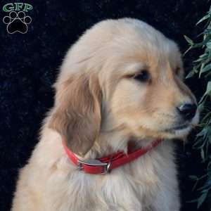 Pluto, Golden Retriever Puppy