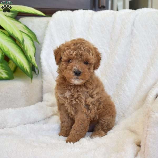 Pongo, Miniature Poodle Mix Puppy
