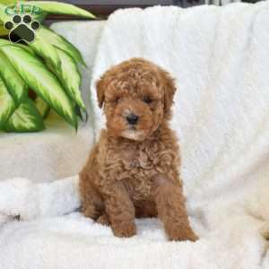 Pongo, Miniature Poodle Mix Puppy