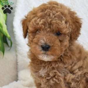 Pongo, Miniature Poodle Mix Puppy