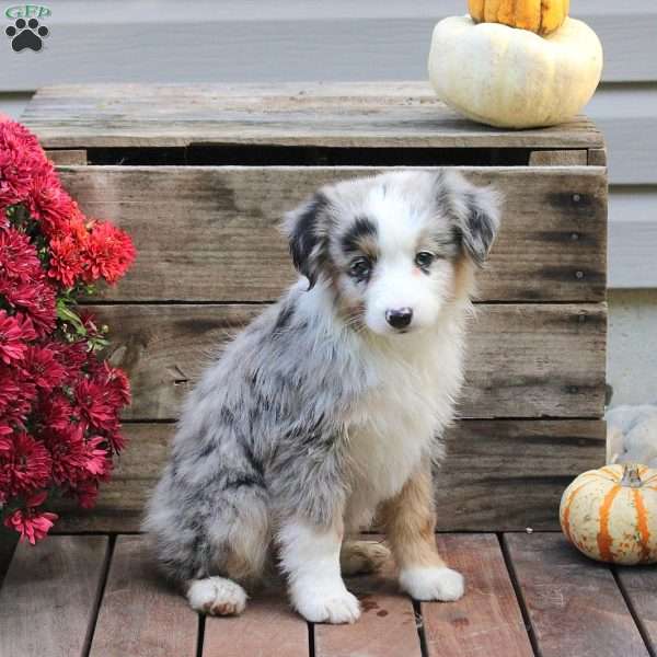 Poppy, Miniature Australian Shepherd Puppy