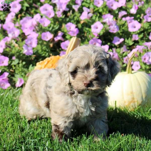 Poppy, Cockapoo Puppy