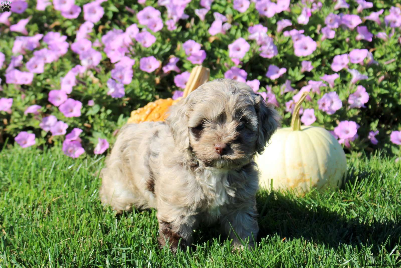 Poppy (Cockapoo, Female) in Strasburg, PA