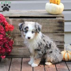 Poppy, Miniature Australian Shepherd Puppy