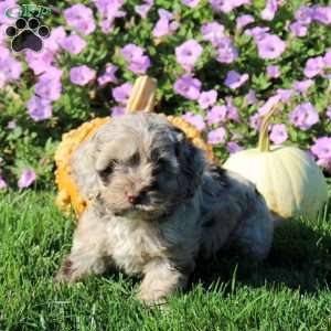 Poppy, Cockapoo Puppy