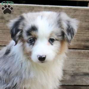 Poppy, Miniature Australian Shepherd Puppy