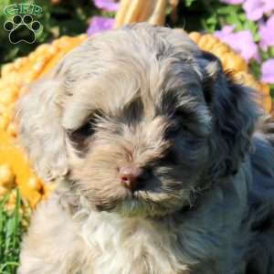 Poppy, Cockapoo Puppy