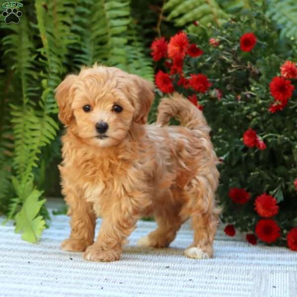 Poppy, Havapoo Puppy