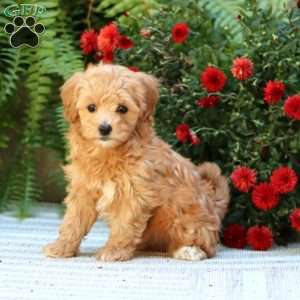 Poppy, Havapoo Puppy
