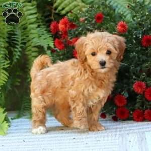 Poppy, Havapoo Puppy