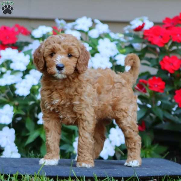Posey, Goldendoodle Puppy