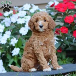 Posey, Goldendoodle Puppy