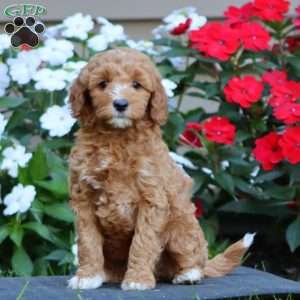 Posey, Goldendoodle Puppy
