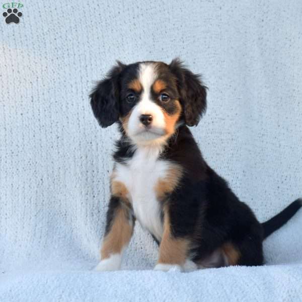 Prancer, Miniature Bernese Mountain Dog Puppy