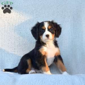 Prancer, Miniature Bernese Mountain Dog Puppy