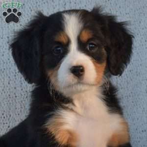 Prancer, Miniature Bernese Mountain Dog Puppy