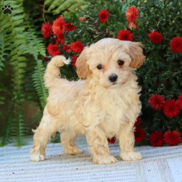 Preston, Havapoo Puppy