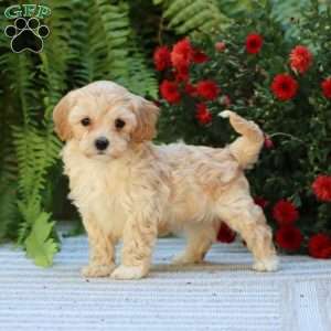 Preston, Havapoo Puppy