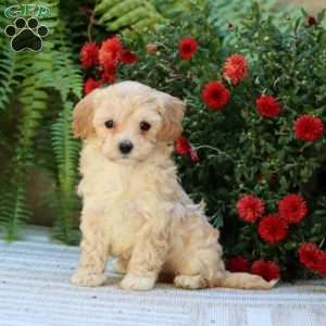 Preston, Havapoo Puppy
