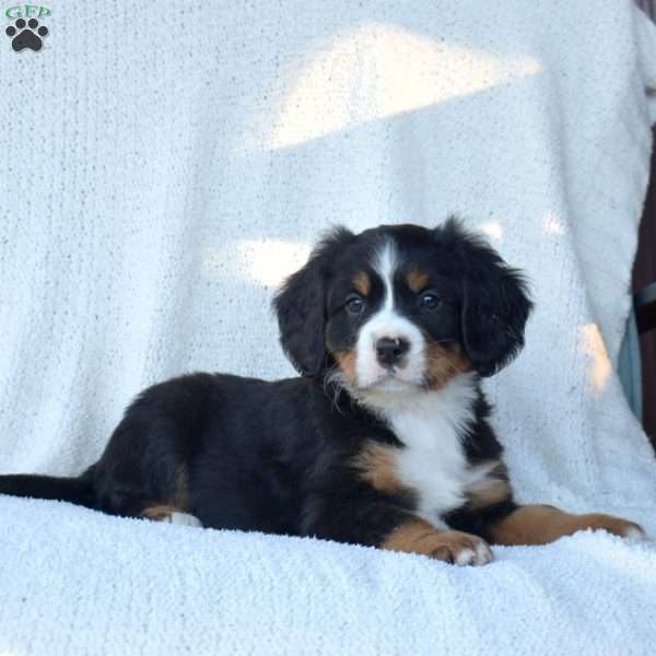 Pretzel, Miniature Bernese Mountain Dog Puppy