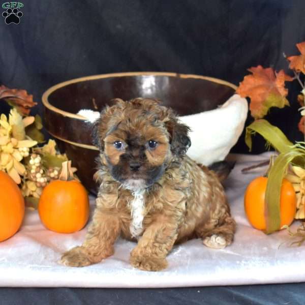 Pretzel, Shih-Poo Puppy