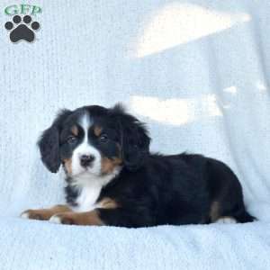 Pretzel, Miniature Bernese Mountain Dog Puppy