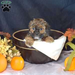 Pretzel, Shih-Poo Puppy